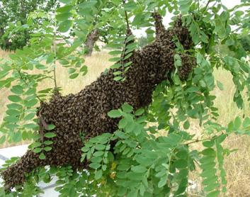 Bal Arılarında Beslenme